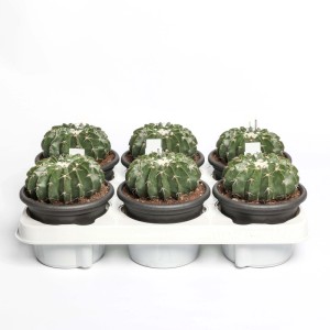 Notocactus erinaceus Cactus vaso Ø 12 cm