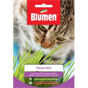 Confezione di semi di erba gatta Blumen con gatto, erba gatta per il giardino.