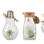 Varie Tillandsie in contenitori di vetro con tappi di sughero, bromeliacee decorative.