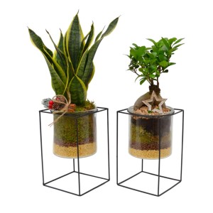 Due composizioni di piante da interno (t.b.t.) in contenitori di vetro su supporti in metallo nero.