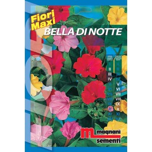 Confezione di semi 'Bella di Notte' (Mirabilis jalapa) per fiori colorati.