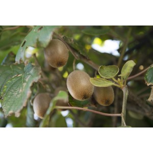 Pianta di kiwi (Actinidia chinensis) con frutti maturi marroni e foglie verdi in vaso.