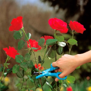 Forbici per rose Gardena in uso: mano taglia rosa con cesoie da giardino. Ideale per la cura delle rose.
