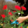 Forbici per rose Gardena in uso: mano taglia rosa con cesoie da giardino. Ideale per la cura delle rose.