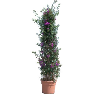 t.b.t. in vaso, una pianta rampicante matura e fiorita con fiori viola.