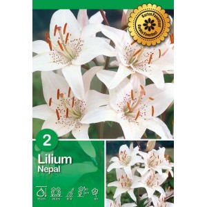 Lilien Nepal White: Bulbo estivo con fiori bianchi e macchie marroni.