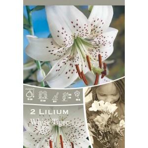 Giglio White Tiger, fiore estivo bianco-marrone con macchie scure, ideale da recidere.