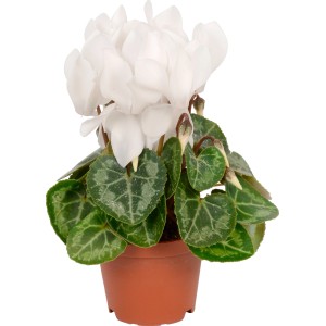 Mini ciclamino con fiori bianchi in vaso marrone, pianta da interno.