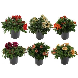 Piante perenni t.b.t. di vari colori in vaso, una selezione di piante fiorite.