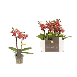 Piccola orchidea rosso-marrone in vaso e orchidee in scatola.