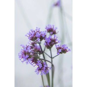 Primo piano di una spiga fiorita viola di Verbena (t.b.t.), una pianta perenne decorativa.