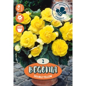 Begonie Double gialle in vaso, ideali per balconi e giardini.
