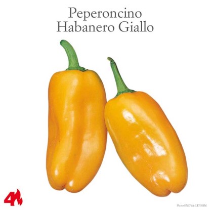 Peperoncino piccante Habanero lemon vaso 14 cm