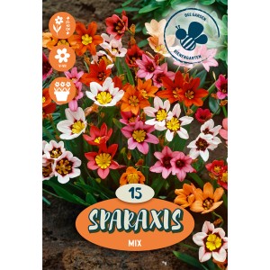 Mix di Sparaxis colorati, fiori estivi per aiuole e vasi.