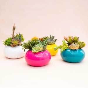 Vari cactus e piante grasse in vasi colorati.
