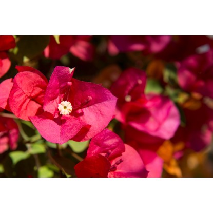 Bougainvillea Scarlett OHara forma a cono h 120 cm