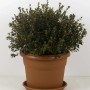 Vaso cilindro Unica Ø 45 cm in plastica_2