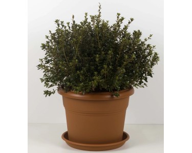 Vaso Tondo Standard One Essential In Plastica Colorati Da Esterno E Giardino Per Piante E Fiori 120 Cm Antificato 88037083