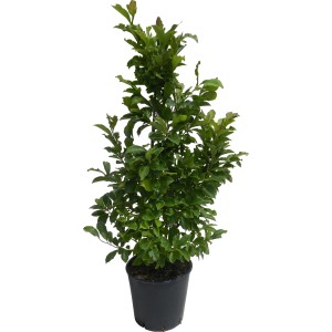 Magnolia Susan in vaso, altezza circa 110 cm. Ideale per piccoli giardini.