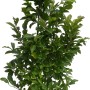 Magnolia Susan in vaso, altezza circa 110 cm. Ideale per piccoli giardini.