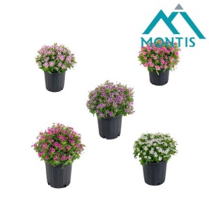 Pianta Catharanthus Soiree vaso 14 cm