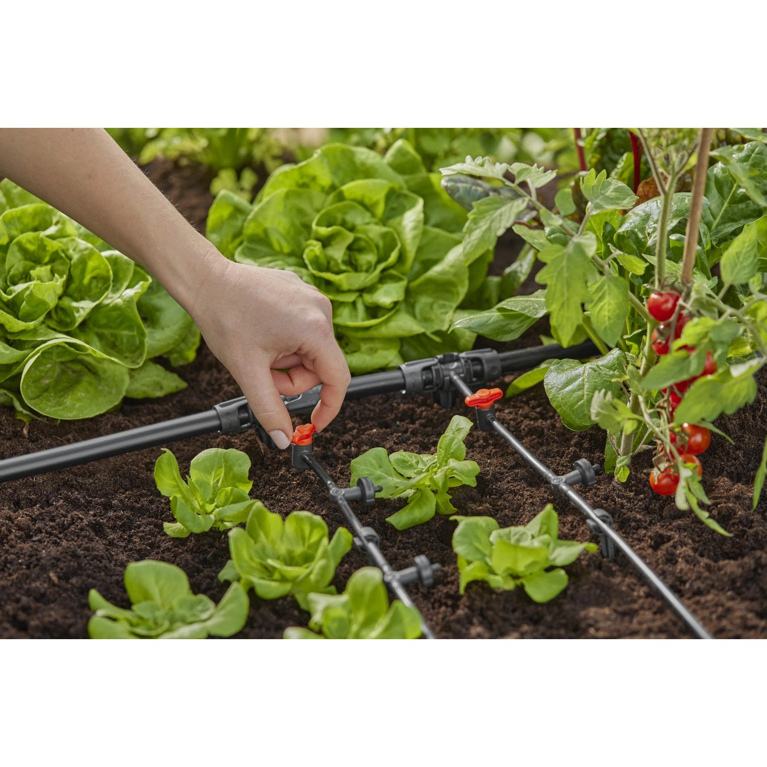 Irrigazione con t.b.t. Raccordi: Irrigazione a goccia in orto con lattuga e pomodori.