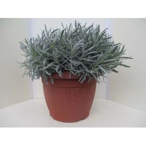Lavanda vaso ø 25 cm