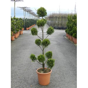 Cipresso gigante potato 'Castlewelland Gold' in vaso, altezza circa 140 cm.