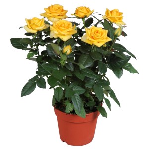 Rosa gialla GROW by OBI in vaso (Ø 13cm). Pianta decorativa da interno.