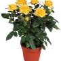 Rosa gialla GROW by OBI in vaso (Ø 13cm). Pianta decorativa da interno.