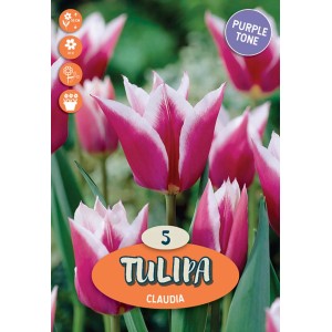 Tulipano 'Claudia': Fiore in fiore con petali viola e bianchi. Bulbo da fiore per il giardino.