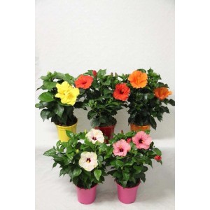 Piante di ibisco Altea (Ibisco) di vari colori in vaso.