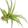 Tillandsia verde, una pianta d'appartamento decorativa e a bassa manutenzione.