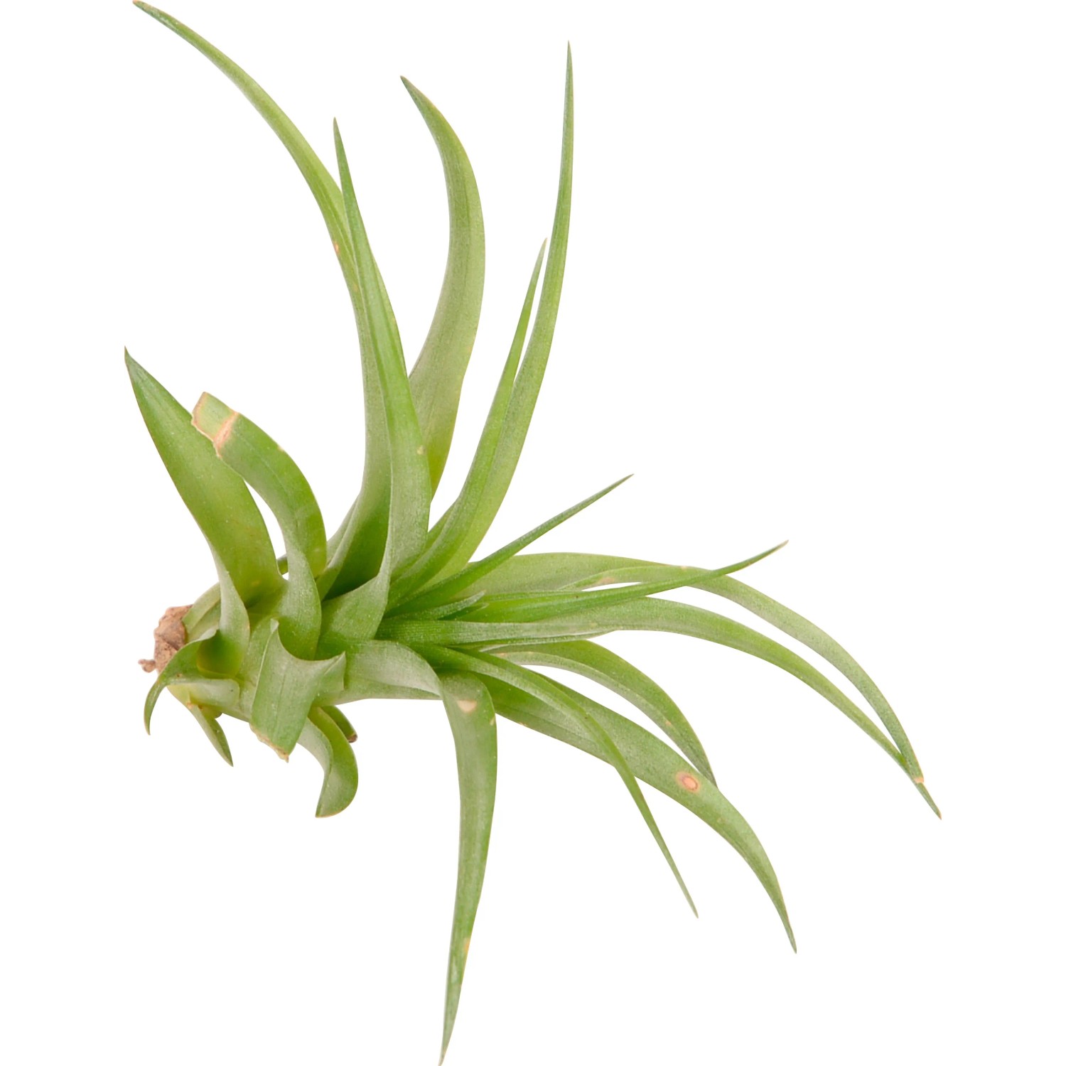 Tillandsia verde, una pianta d'appartamento decorativa e a bassa manutenzione.