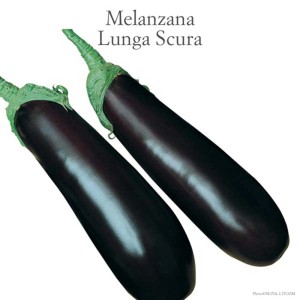 Due melanzane allungate viola scuro (Ortaggi da frutto).