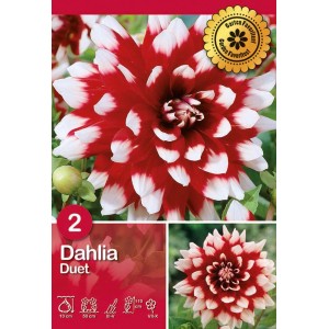 Dalia Duet Rosso-Bianco: Dalia decorativa bicolore, bulbo estivo per aiuole e bordure.