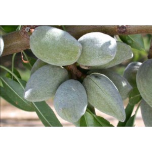 Mandorle acerbe sul ramo di un albero da frutto.