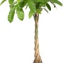 Vaso per piante rotondo Elho B.For Soft, Ø 24,7 cm, antracite con albero dei soldi (Pachira aquatica).