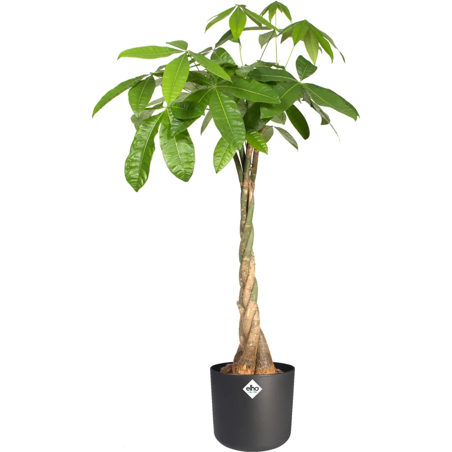 Vaso per piante rotondo Elho B.For Soft, Ø 24,7 cm, antracite con albero dei soldi (Pachira aquatica).