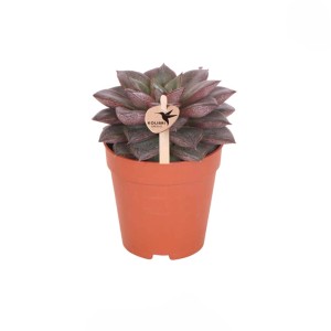 Cactus in vaso marrone con etichetta Kolibri Greens.