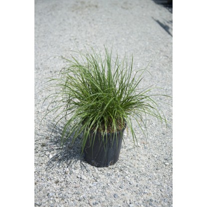 Pennisetum alopecuroides