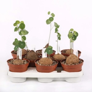 Stephania erecta Caudex pianta succulenta vaso Ø 12 cm