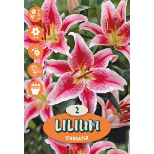 Primo piano dei gigli Stargazer rosa, ideali per aiuole e vasi.