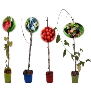 Frutti di bosco mix vaso 15 cm