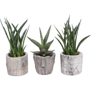 Tre piante di Sansevieria (Sanseveria cylindrica) in vasi effetto legno, Ø vaso circa 9 cm.