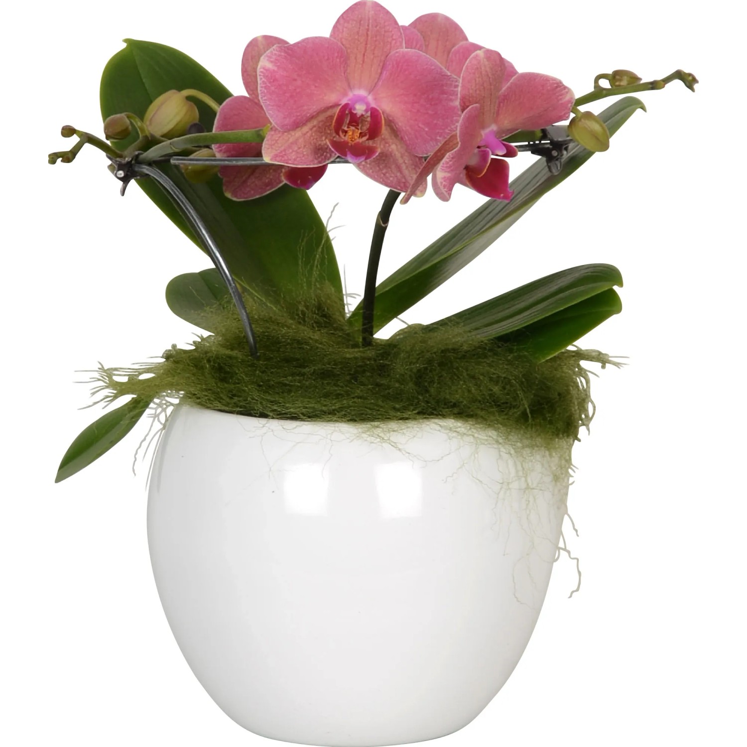 Orchidea farfalla Angel, 2 steli, fiori bianchi in vaso di ceramica bianca, Ø ca. 12 cm.