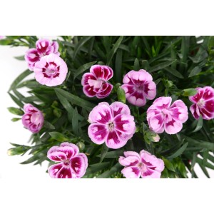 Garofano dei poeti Doublelicious Charmy rosa in vaso, fiori bicolore.