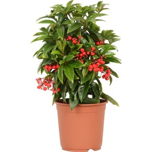 Ardisia crenata in vaso con bacche rosse e foglie verdi.