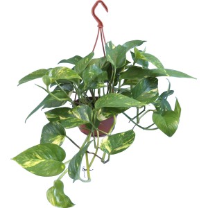 Pothos Aureum pensile in vaso, foglie verdi con variegatura gialla, pianta rampicante.