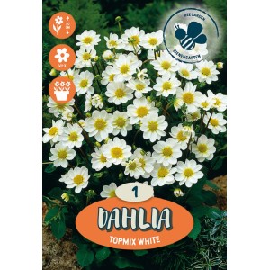 Dalie bianche "Topmix White" come bulbi da fiore per il giardino.